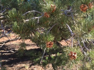 Pinyon cones Photo by Katie Fite