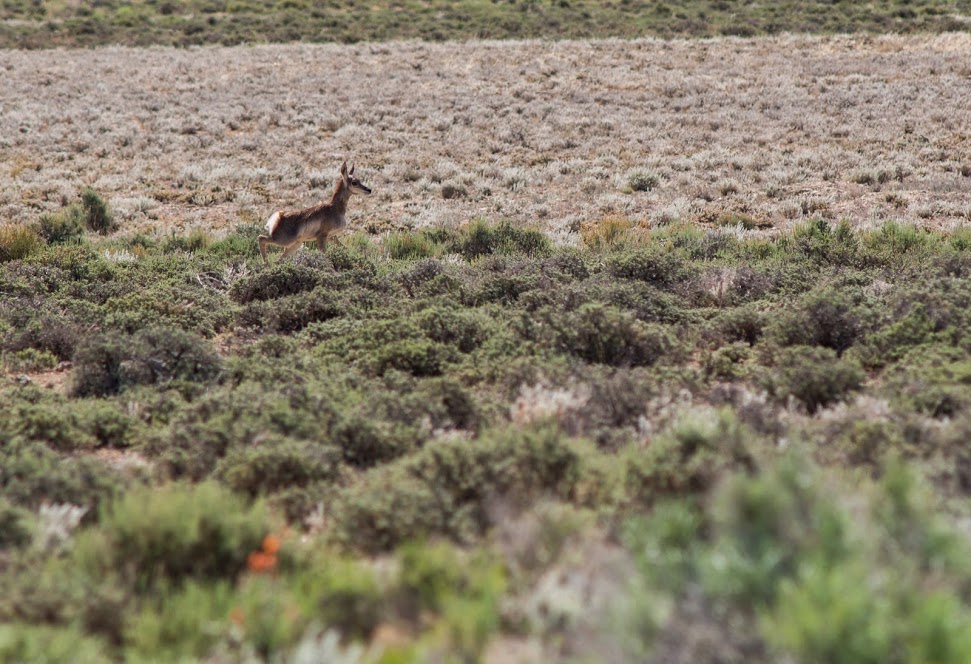 Young Pronghorn Antelope near SNWA test wells