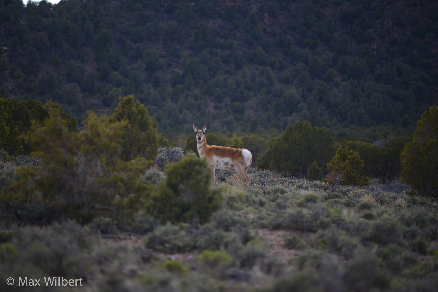 Pronghorn Antelope