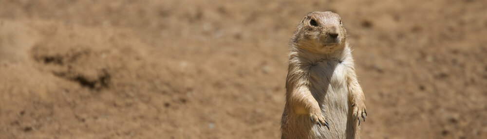 prairie-dog