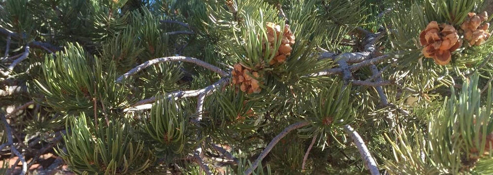 pinyon_cones-front-page